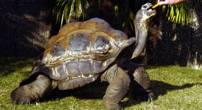 Mit-einer-Bauchpanzerlaenge-von-1-20-Metern-und-einem-Gewicht-von-bis-zu-250-Kilogramm-gehoert-die-Riesenschildkroete-zu-den-groessten-und-schwersten-Kriechtieren-unserer-Zeit