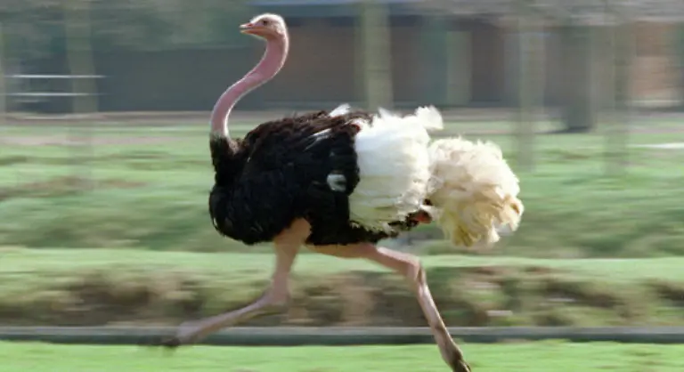 und-der-am-schnellsten-laufende-Vogel-der-Erde