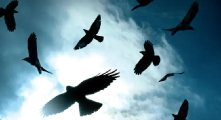 Apropos-Macht-und-Kraft-Der-Vollmond-und-die-Raben-spielen-neben-den-hervorragenden-Schauspielern-die-zweite-grosse-Rolle-in-dem-Jugendbuchklassiker