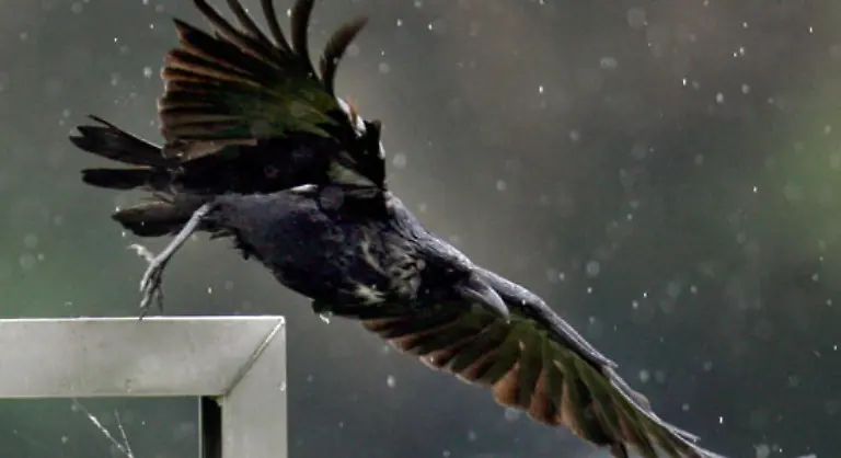 Auch-der-Rabe-ist-seit-jeher-von-zahlreichen-Mythen-Maerchen-und-Sagen-umgeben