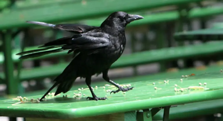 Als-Singvogel-ist-er-flink-findig-und-intelligent