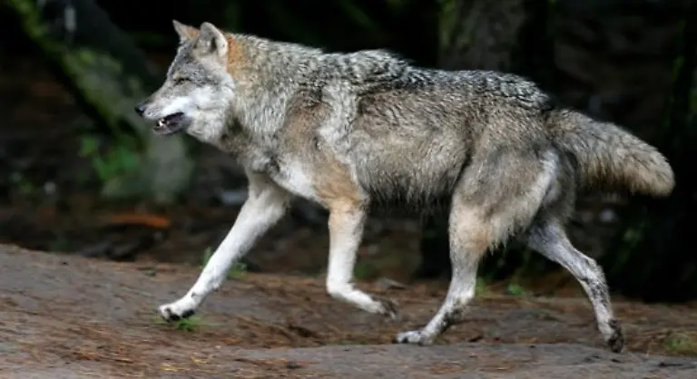 In-den-Naechten-konnte-man-sogar-Woelfe-heulen-hoeren-In-dieser-abenteuerlichen-Umgebung-war-es-leicht-sich-in-die-mythische-Atmosphaere-der-Geschichte-hinein-zu-versetzen