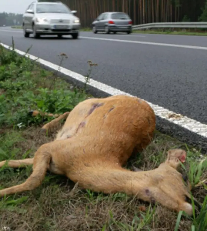 Bei-Fahrten-ueber-die-Landstrasse-steigt-ausserdem-die-Wahrscheinlichkeit-Wildtieren-zu-begegnen