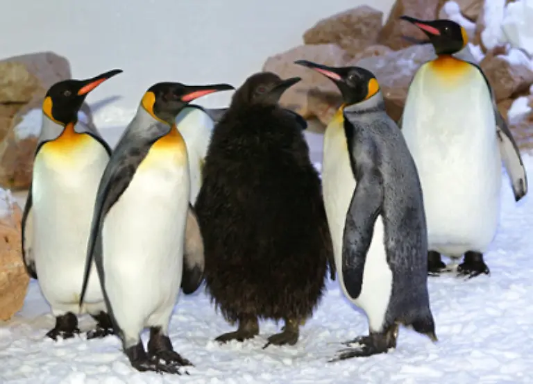 So-tauen-beispielsweise-Brutplaetze-fuer-Pinguine-einfach-weg