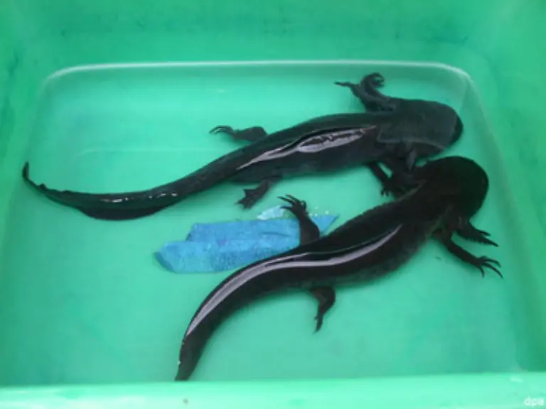 Der-mexikanische-Axolotl-Ambystoma-mexicanum-ist-ein-Molch-der-bis-zu-30-cm-gross-werden-kann-Sein-Name-stammt-aus-der-Aztekensprache-Nhuatl-und-setzt-sich-aus-dem-Wort-Atl-Wasser-und-dem-Goetternamen-Xolotl-zusammen