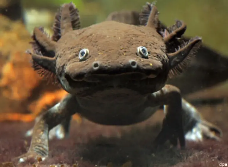 Von-den-meisten-anderen-Amphibien-unterscheidet-sich-der-nur-in-den-Kanaelen-Xochimilcos-im-Suedosten-von-Mexiko-Stadt-vorkommende-Axolotl-vor-allem-dadurch-dass-er-keine-Metamorphose-vollzieht-und-sein-ganzes-Leben-im-Larvenstadium-bleibt