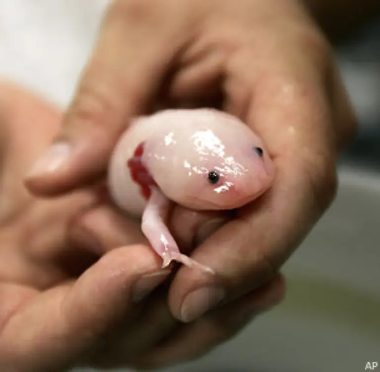 Das-Phaenomen-ist-unter-dem-Begriff-Neotenie-bekannt-und-beruht-auf-einer-Unterfunktion-der-Schilddruese-Das-Tier-wird-sogar-als-Larvenform-geschlechtsreif