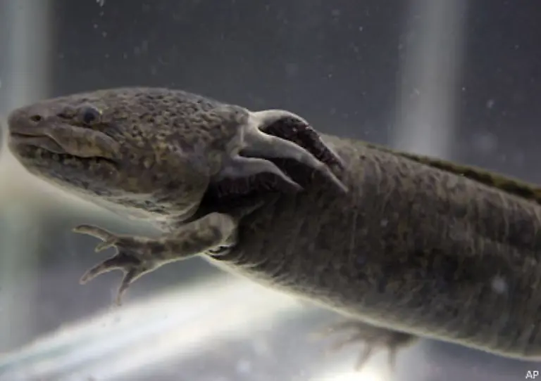 Ihrem-jodarmen-Lebensraum-im-Hochland-von-Mexiko-entrissen-geschah-mit-den-Tieren-Erstaunliches-Sie-traten-ploetzlich-die-Metamorphose-an-die-Kiemen-schrumpften-die-Beinchen-wuchsen-und-die-Molche-gingen-an-Land