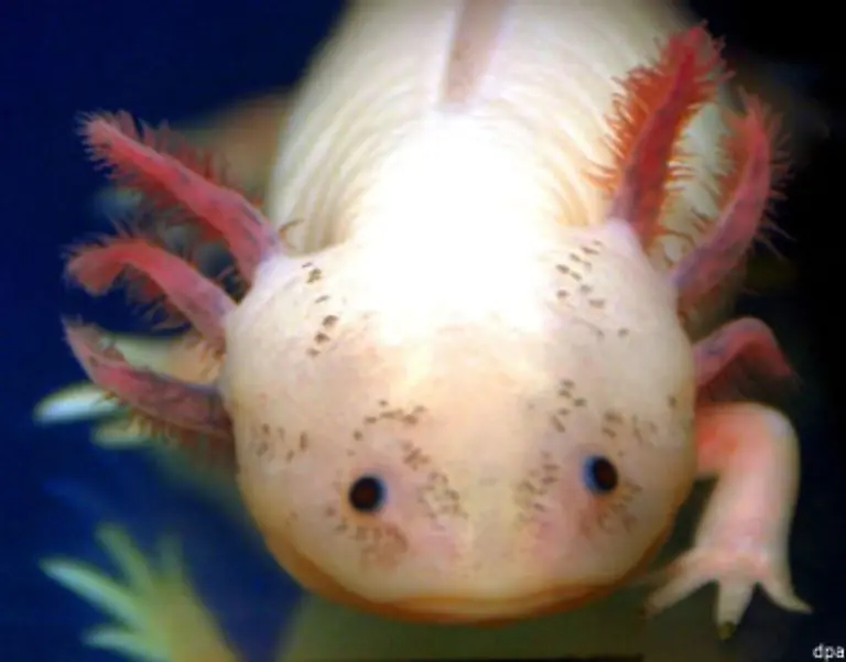 Denn-die-Neotenie-ist-im-genetischen-Bauplan-des-Axolotls-keineswegs-unverrueckbar-festgeschrieben-So-laesst-sich-die-Metamorphose-auch-mit-der-Verfuetterung-von-Schilddruesengewebe-ausloesen-In-seiner-terrestrischen-Form-aehnelt-der-Axolotl-dem-Tigersalamander