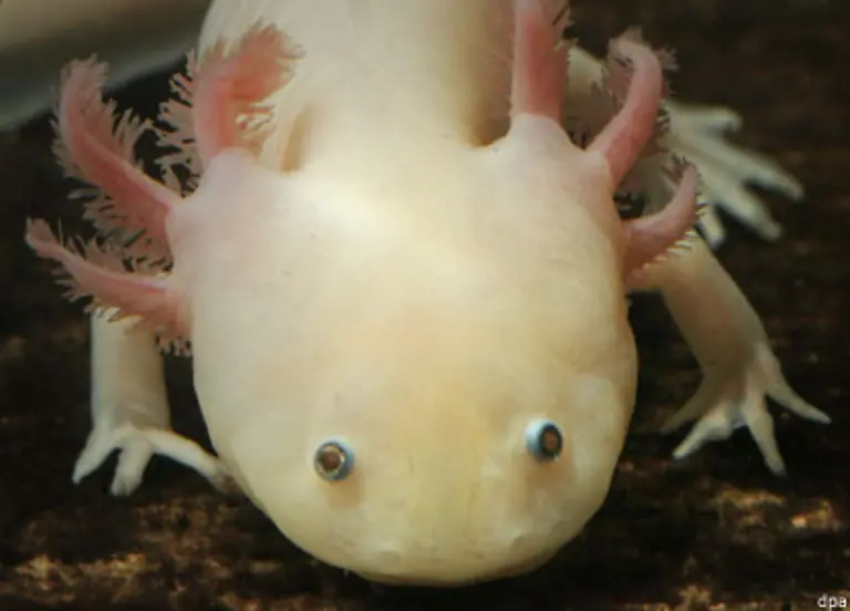 Selbst-der-komplette-Schwanz-ein-verlorenes-Auge-oder-Teile-des-Herzens-kann-der-Axolotl-innerhalb-weniger-Wochen-wieder-herstellen