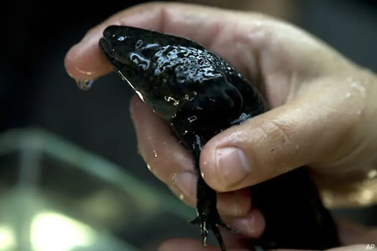 Inzwischen-haben-Forscher-eine-Reihe-von-Botenstoffen-gefunden-die-den-Zellen-das-Signal-zur-Regeneration-geben-Dazu-gehoert-auch-ein-Hormon-das-von-Blutgerinnseln-ausgeht-Zellen-im-gesunden-Gewebe-alarmiert-und-zur-verletzten-Stelle-lockt