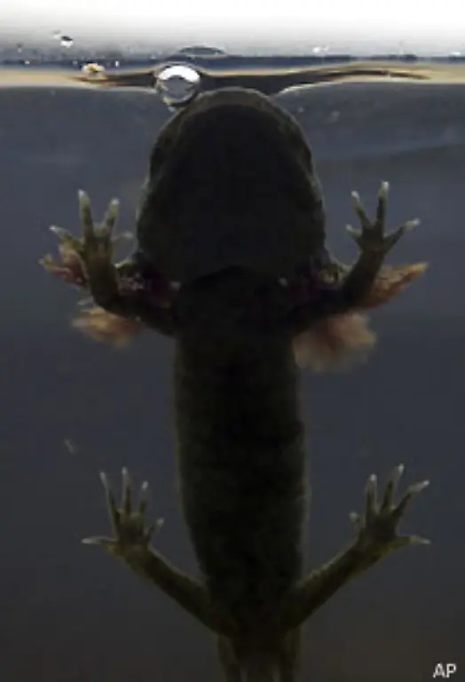 Darueber-hinaus-kann-das-Gewebe-des-mexikanischen-Molchs-bei-Bedarf-in-eine-andere-Rolle-schluepfen-So-koennen-sich-etwa-Zellen-aus-dem-Nervensystem-in-Muskel-oder-Knorpelzellen-umwandeln