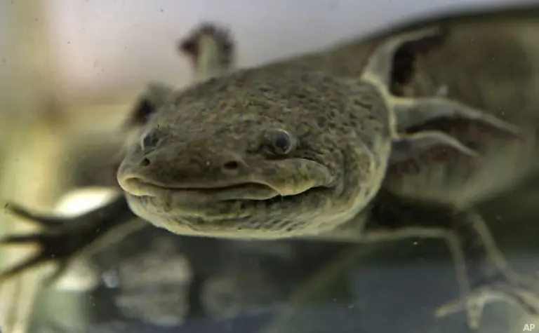 Forscherteams-in-aller-Welt-wuerden-gerne-wissen-wie-die-Tiere-dies-bewerkstelligen-Die-Wissenschaftler-gehen-dabei-von-der-Ueberlegung-aus-dass-die-Regeneration-beim-Menschen-womoeglich-nur-unterdrueckt-ist-und-sich-deshalb-fallweise-gezielt-enthemmen-laesst