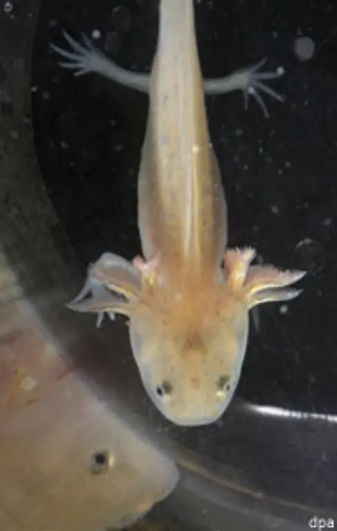 Auch-Menschen-mit-Amputationen-und-Querschnittsgelaehmte-koennten-eines-Tages-von-den-Regenerationsfaehigkeiten-des-Salamanders-profitieren