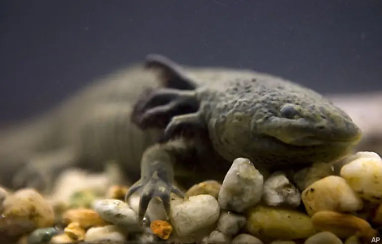 Zwischen-zehn-und-50-Jahren-wird-es-nach-Ansicht-der-Forscher-aber-mindestens-noch-dauern-bis-das-Geheimnis-des-Axolotls-vollstaendig-geloest-sei
