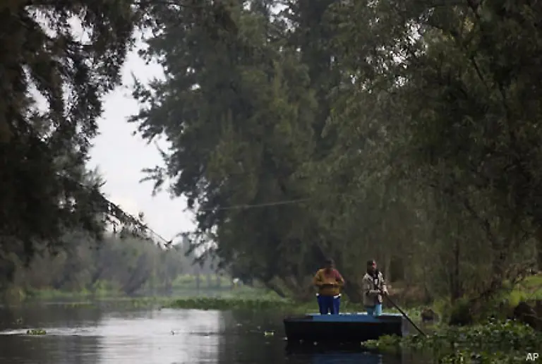 Waehrend-er-in-verschiedenen-auslaendischen-Universitaeten-zu-Forschungszwecken-gezuechtet-wird-bringen-Verstaedterung-und-Wasserverschmutzung-den-Axolotl-in-seiner-natuerlichen-Heimat-in-Bedraengnis