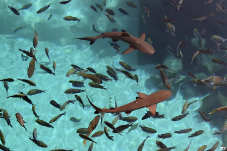 Wer-nicht-selbst-nass-werden-will-bestaunt-die-Haie-in-den-kuenstlichen-Lagunen