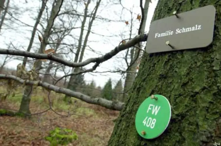 Heute-bestehen-zunehmend-Alternativen-zu-Friedhofsbestattungen-etwa-die-Beisetzung-in-Friedwaeldern