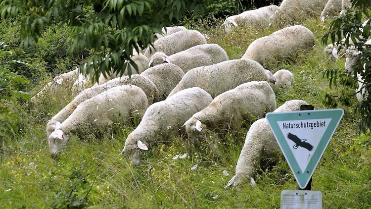 Die Schwäbische Alb wird durch Hang- und Schluchtwälder charakterisiert.