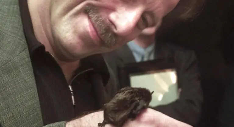 Einmal-biss-der-Prince-of-Darkness-einer-Fledermaus-den-Kopf-ab-worauf-er-gegen-Tollwut-behandelt-werden-musste