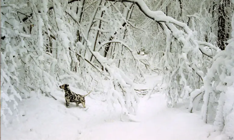 Schnee-ist-weiss-schneeweiss-und-so-sollte-er-auch-auf-den-Fotos-aussehen-Tut-er-aber-oft-nicht