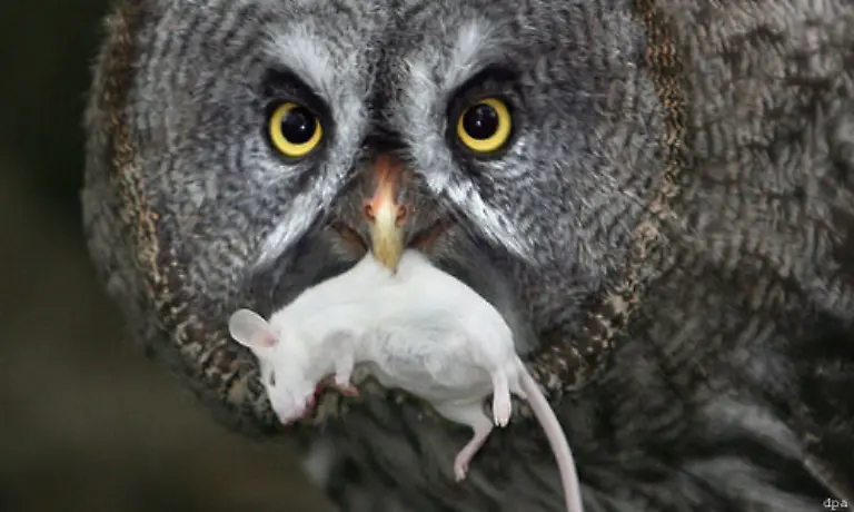 ist-das-Ende-der-Maus-jedenfalls-noch-lange-nicht-in-Sicht