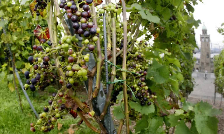 So-ergeben-sich-in-der-Landwirtschaft-neue-Anbaumoeglichkeiten-Riesling-Trauben-etwa-koennten-schon-in-noerdlicheren-Breiten-reifen