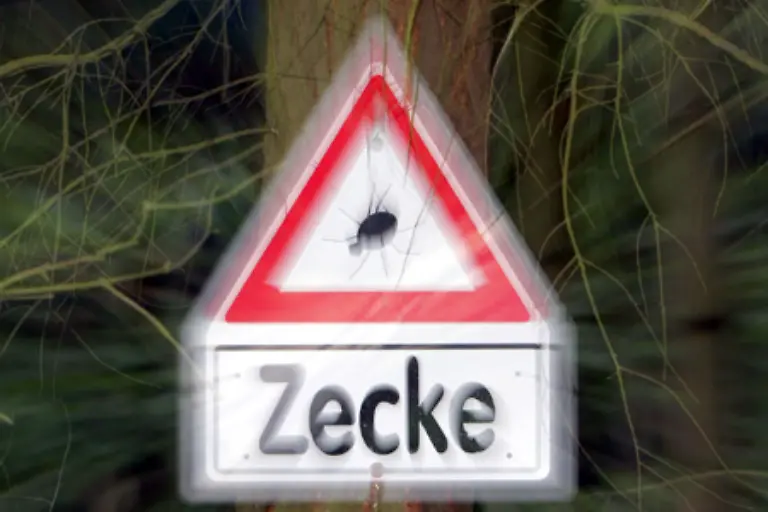 Unsere-Gesundheit-ist-auch-indirekt-durch-den-Klimawandel-betroffen-Weil-sich-Zecken-immer-weiter-nach-Norden-verbreiten-waechst-das-Risikogebiet-in-dem-man-sich-mit-Fruehsommer-Meningoenzephalitis-FSME-infizieren-kann
