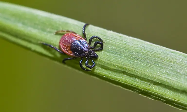 Die-Zahl-der-durch-Zeckenbisse-verursachten-Infektionen-mit-FSME-und-Borreliose-hat-in-den-letzten-Jahren-stark-zugenommen