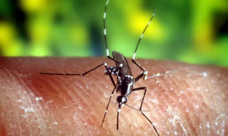 Nicht-mehr-nur-unangenehme-Begleiterscheinungen-im-Urlaub-sondern-vielleicht-bald-heimisch-Malariamuecken-koennten-sich-schon-Mitte-des-21-Jahrhunderts-in-Bayern-verbreiten