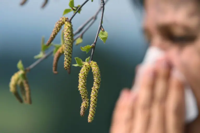die-Pollensaison-beginnt-auch-immer-frueher-und-dauert-wesentlich-laenger-Die-Birke-etwa-blueht-heute-im-Schnitt-acht-Tage-laenger-als-noch-in-den-1980er-Jahren