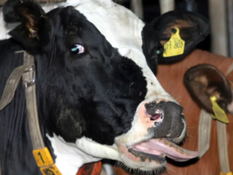 Tiere-werden-nicht-vom-Klimawandel-verschont-Die-Blauzungenkrankheit-in-Afrika-heimisch-wurde-im-August-2006-erstmals-noerdlich-der-Alpen-nachgewiesen-Sie-tritt-bei-Rindern-Ziegen-und-Schafen-auf