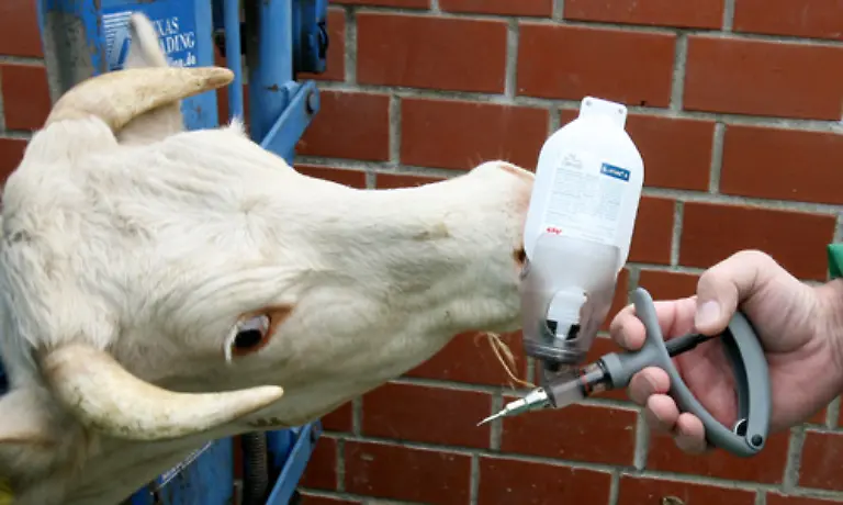 Die-Kosten-fuer-effektive-Impfmassnahmen-belasten-den-Agrarhaushalt-der-EU-Im-Maerz-2008-mussten-fuer-Impfmassnahmen-Kosten-in-Hoehe-von-72-5-Millionen-Euro-aufgewendet-werden