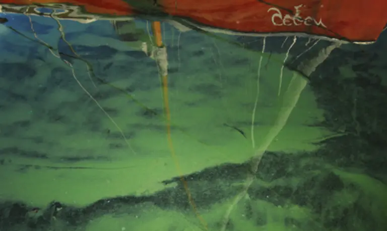 Selbst-die-Tourismusgebiete-im-Norden-werden-mit-Problemen-zu-kaempfen-haben-Die-Einwanderung-tropischer-Pflanzen-wie-der-Blaualge-verringert-die-Gewaesserqualitaet