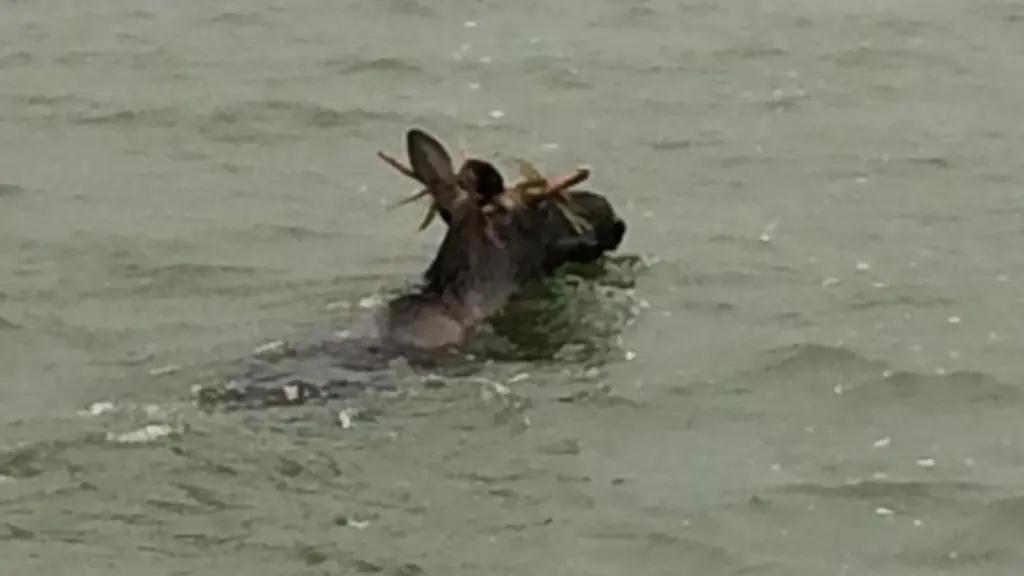 Ein-Elch-schwimmt-im-Peenestrom