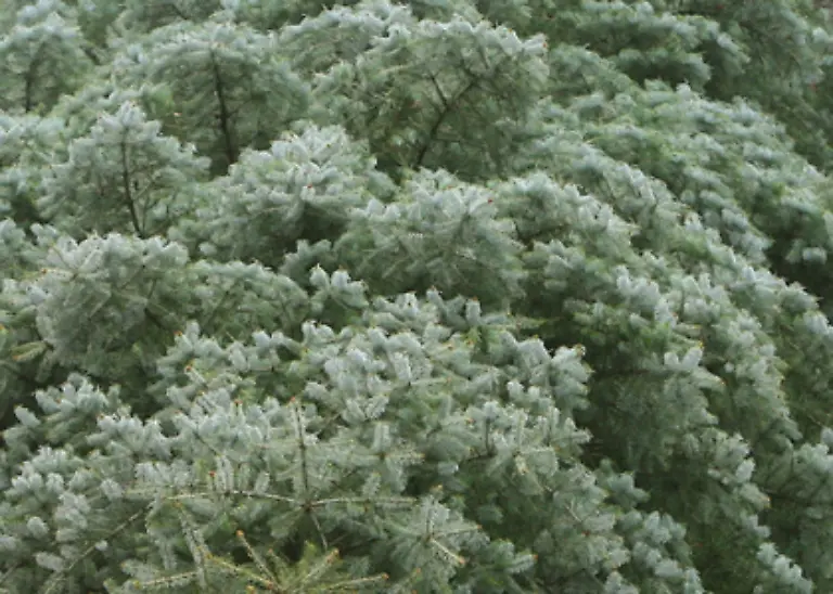 Aber-die-daenische-Nordmann-Tanne-finnischen-Ursprungs-muss-es-schon-sein-Der-Rolls-Royce-unter-den-Nadelbaeumen-der-ein-Jahrzehnt-zum-Wachstum-braucht-ist-schon-fast-ausverkauft