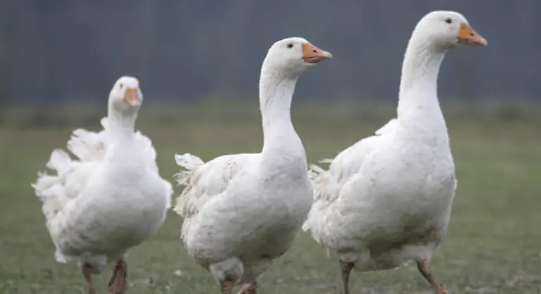 Nach-Angaben-des-Meinungsforschungsunternehmens-Innofact-ist-das-mit-31-Prozent-der-haeufigste-Streitgrund-zur-Weihnachtszeit-Aber-selbst-die-Dekoration-17-Prozent-und-das-Essen-4-sind-Anlass-fuer-Aerger