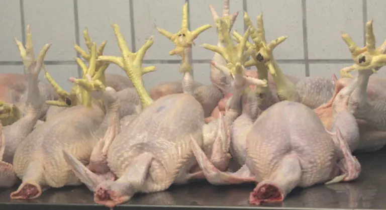 Apropos-Essen-46-Prozent-der-Frauen-und-39-Prozent-der-Maenner-brauchen-mehr-als-vier-Stunden-fuer-die-Zubereitung-des-Weihnachtsmahls-wie-eine-Umfrage-des-Marktforschungsinstituts-GfK-herausfand