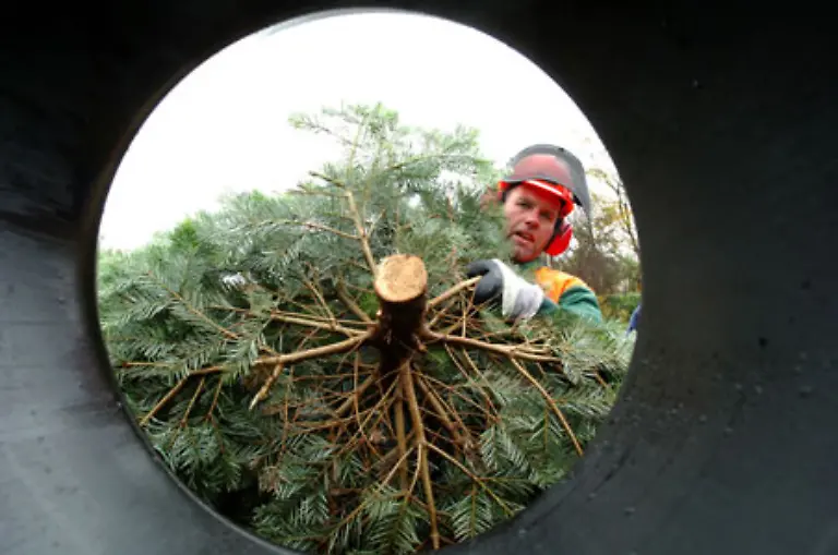 Und-mit-dem-festlichen-Schmuecken-ihres-Heims-verbringen-69-Prozent-der-Frauen-und-51-Prozent-der-Maenner-mindestens-zwei-Stunden-Beim-Christbaum-schwoeren-die-Deutschen-uebrigens-auf-Altbewaehrtes-die-Nordmanntanne