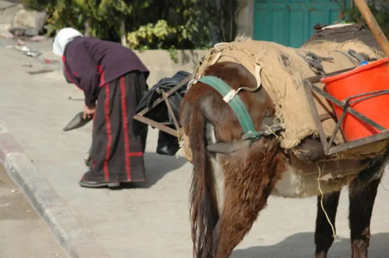 Der-Esel-ist-bis-heute-ein-beliebtes-Verkehrsmittel