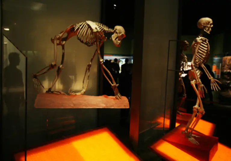 Denn-hier-beschrieb-Darwin-die-Verwandtschaft-des-Menschen-mit-dem-Affen