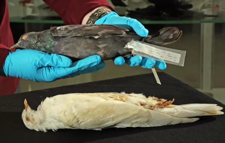 Das-allerdings-war-nicht-Darwins-Absicht-Er-wollte-lediglich-als-Wissenschaftler-der-Herkunft-von-Pflanzen-und-Tierarten-auf-die-Spur-kommen