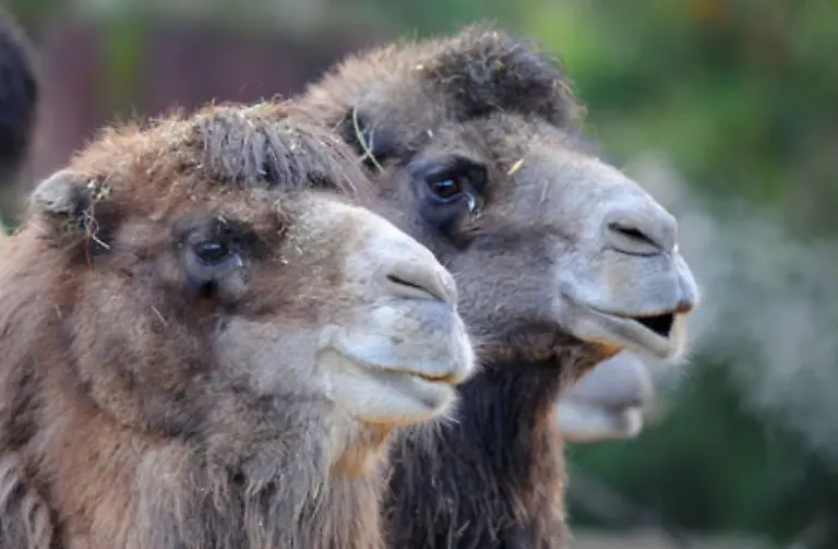 Auch-dieser-Tage-sprechen-alle-vom-Wetter-wie-kalt-es-schon-ist-und-noch-werden-wird-wie-hier-im-Frankfurter-Zoo