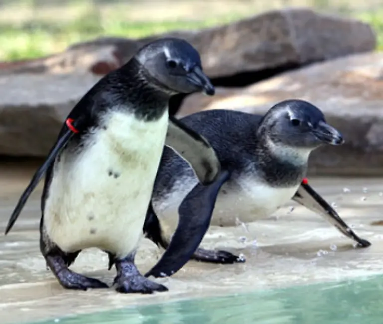 Die-Brillenpinguine-kommen-aus-dem-suedlichen-Afrika-Wenn-wir-sie-nicht-reinholen-wuerden-wuerden-ihnen-die-Fluegelspitzen-abfrieren-sagt-der-Zoo-Kurator-fuer-Saeugetiere-und-Voegel-Konstantin-Ruske