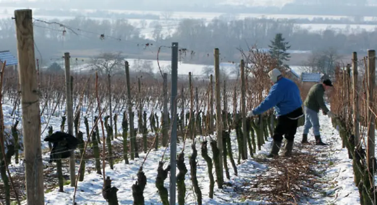 Diese-Winzer-beim-Winterschnitt-der-Reben-wuerde-das-jedoch-nur-behindern