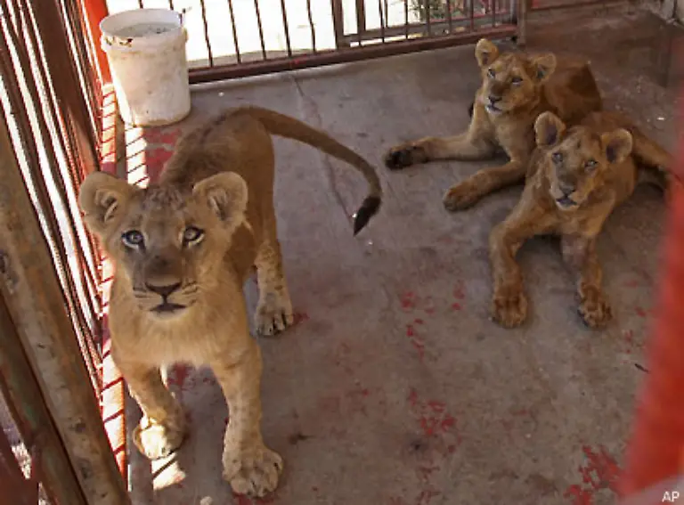 Rafah-das-als-weitgehend-untertunnelt-gilt-brachte-es-schliesslich-sogar-zu-einem-Zoo-mit-geschmuggelten-Tieren-natuerlich