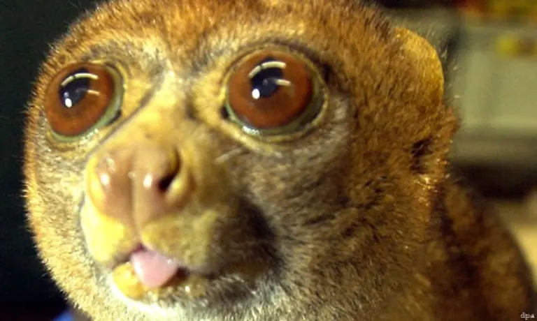 bekommen-viele-grosse-Augen