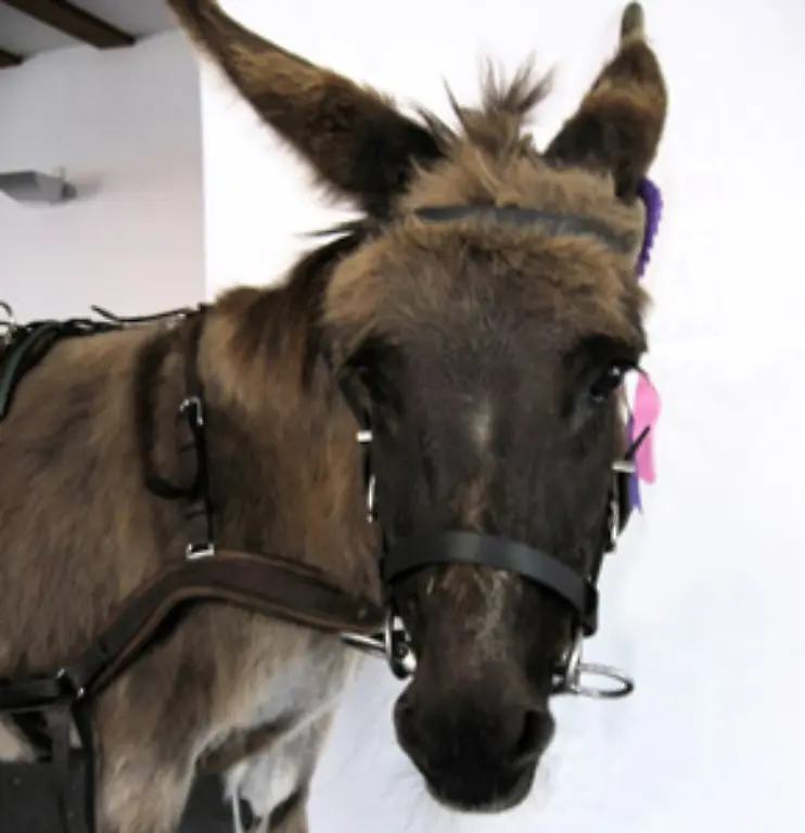 Doch-es-gibt-ja-noch-die-andere-Sorte-von-Tempo-Diktatoren-Wer-mit-der-Sturheit-eines-Maultiers-die-linke-Spur-blockiert-riskiert-nun-ein-Bussgeld-von-80-Euro-Damit-hat-sich-der-Satz-verdoppelt