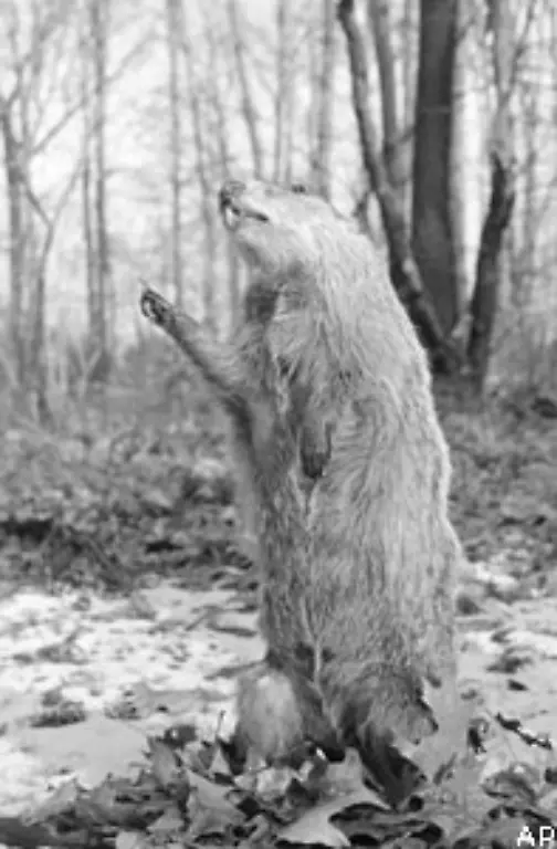Danach-glaubte-ein-seinerzeit-in-Punxsutawney-lebender-Indianerstamm-dass-seine-Vorfahren-Murmeltiere-waren