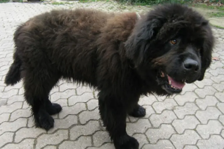 Das-Mittel-ist-fuer-meinen-Hund-der-unter-Asthma-leidet-In-einem-Buch-raeumte-Vandenbroucke-das-Doping-spaeter-ein